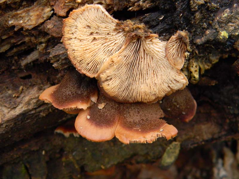 Trovati il 4.01.2011.sotto latifoglia (Trichaptum biforme)